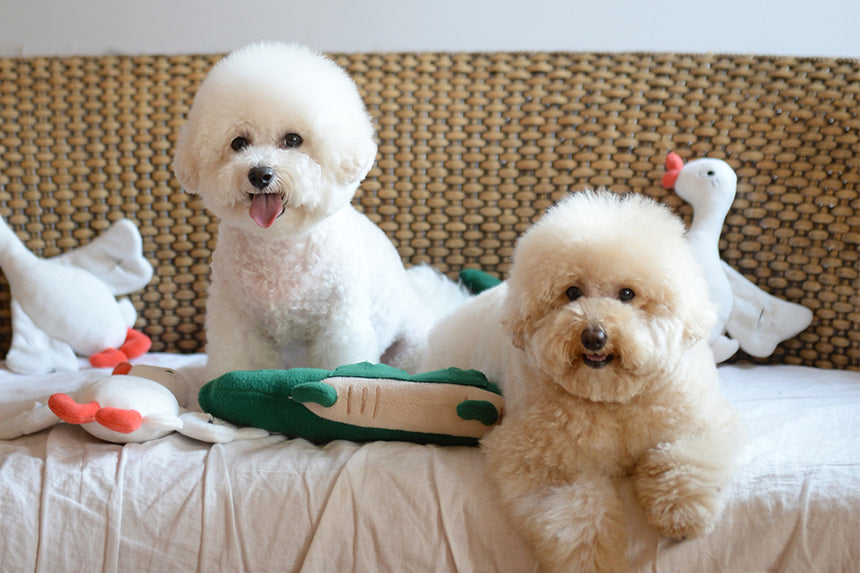 Flying Duck Nosework Toy