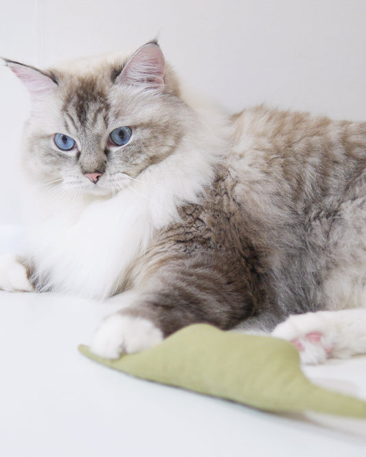 Boa Snake  catnip cat toy