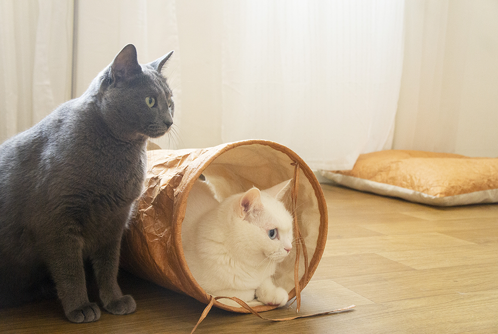 TYVEK CAT TUNNEL