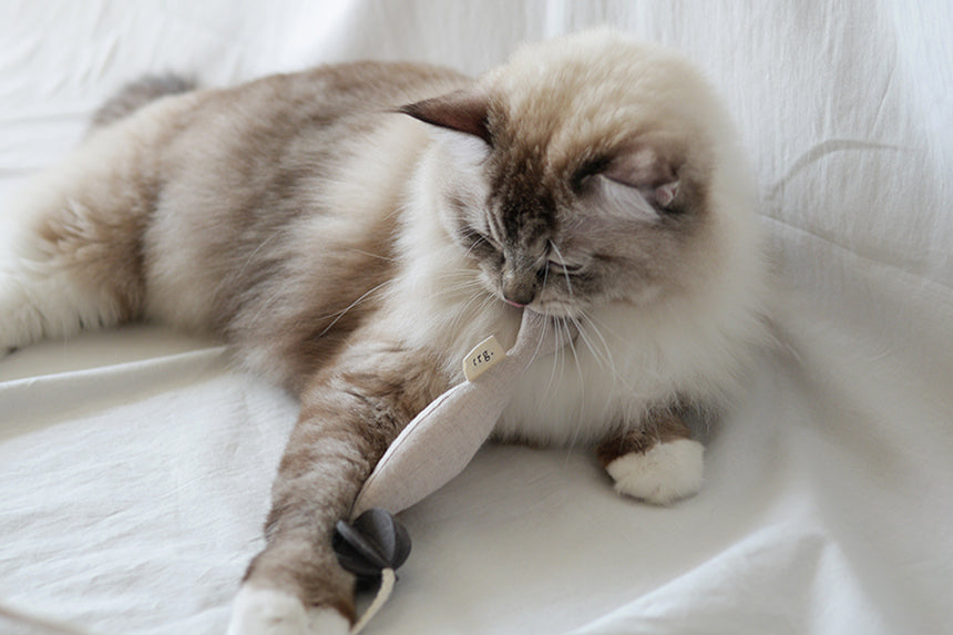 Fish and Chews . Beige