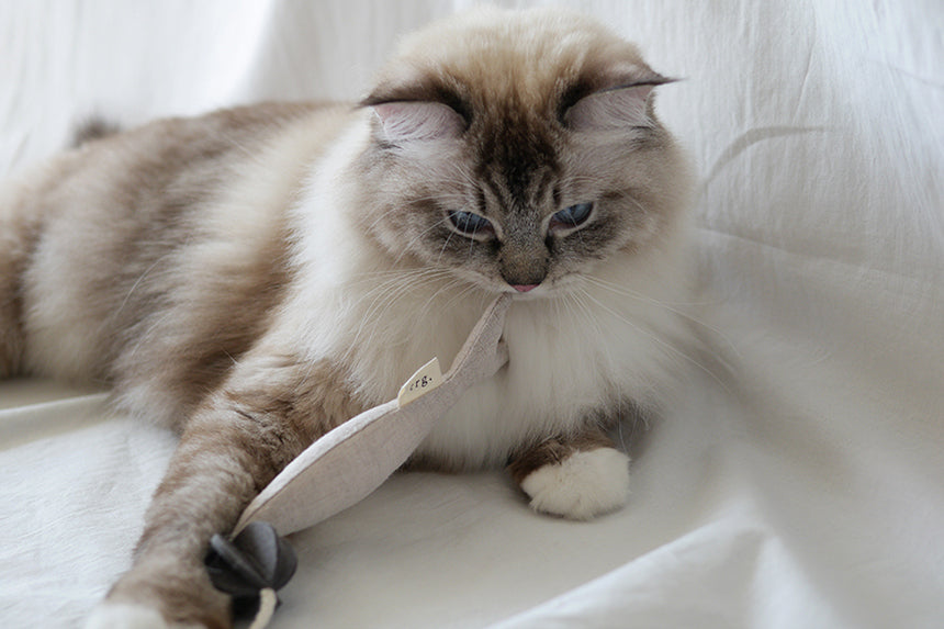 Fish and Chews . Beige