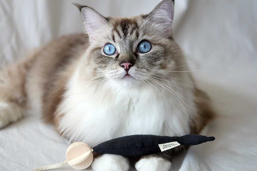 Fish and Chews . Charcoal